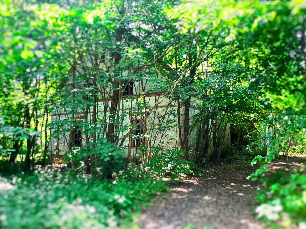 Zarastający pusty dwór w Klonowym Dworze, dawiej Höfen