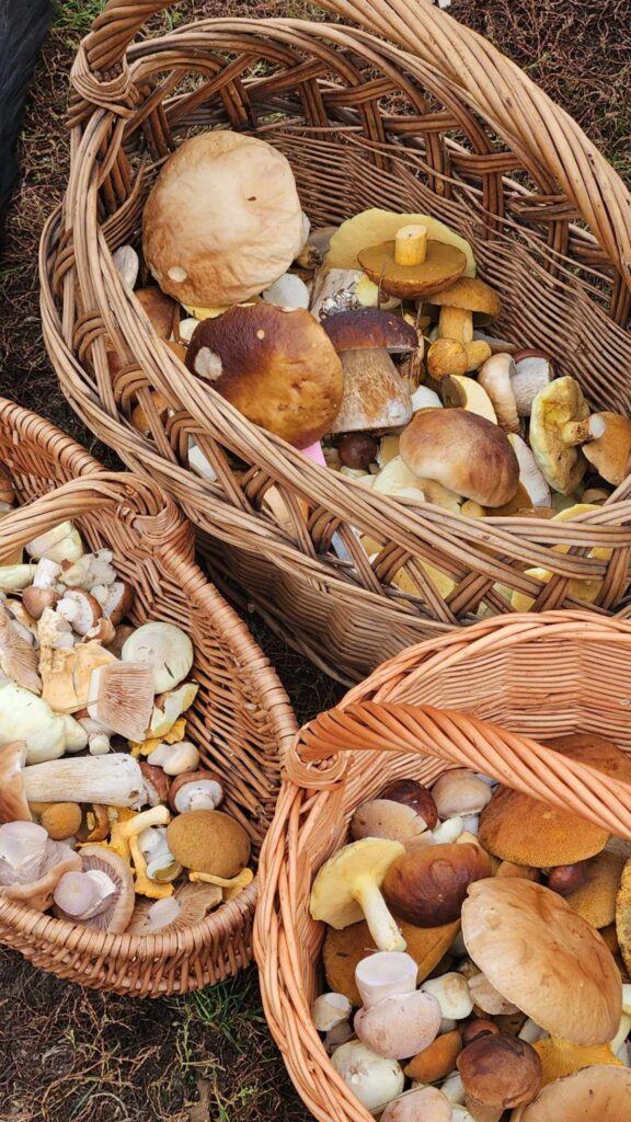 Grzybobranie, czyli jesienny „sport narodowy”